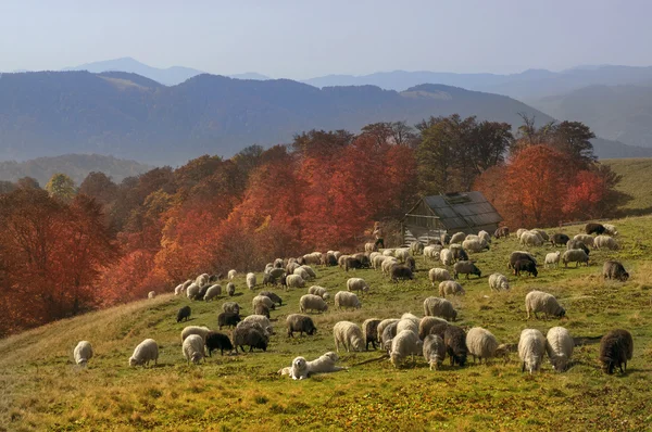 Stádo ovcí na Karpaty — Stock fotografie