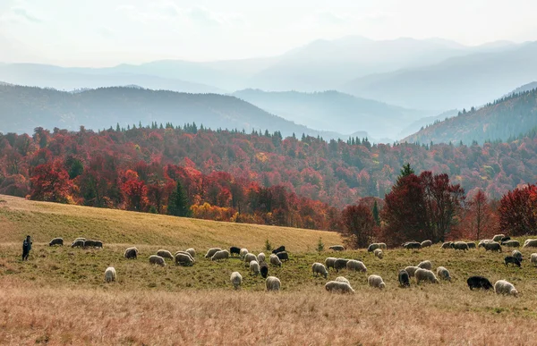 Κοπάδι Πρόβατα Που Βόσκουν Στα Ουκρανικά Καρπάθια — Φωτογραφία Αρχείου