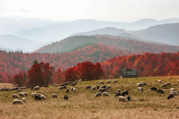 Schapen herd op Karpaten — Stockfoto