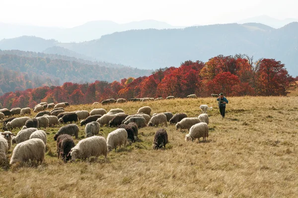 Stádo ovcí na Karpaty — Stock fotografie