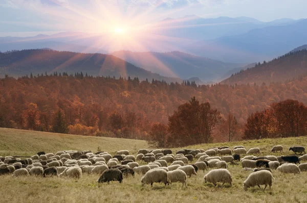 Sheep herd at Carpathians — Stock Photo, Image