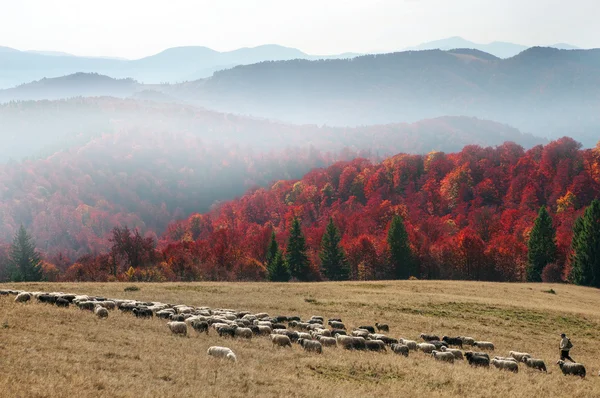 Rebaño de ovejas en los Cárpatos —  Fotos de Stock