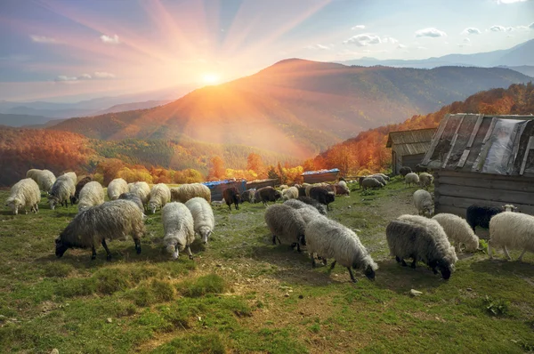 Gregge di pecore ai Carpazi — Foto Stock