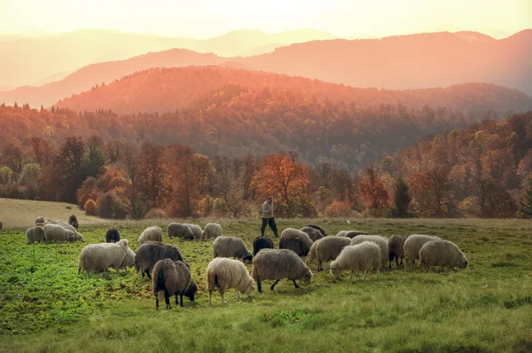 Stádo ovcí na Karpaty — Stock fotografie