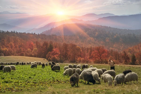 Koyun sürüsü, Karpatlar — Stok fotoğraf