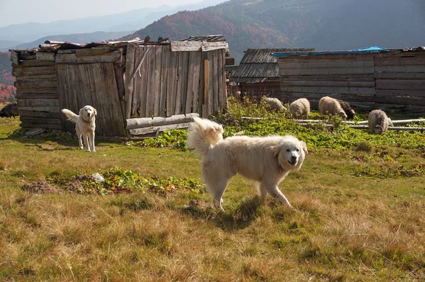 Stado owiec w Karpatach — Zdjęcie stockowe