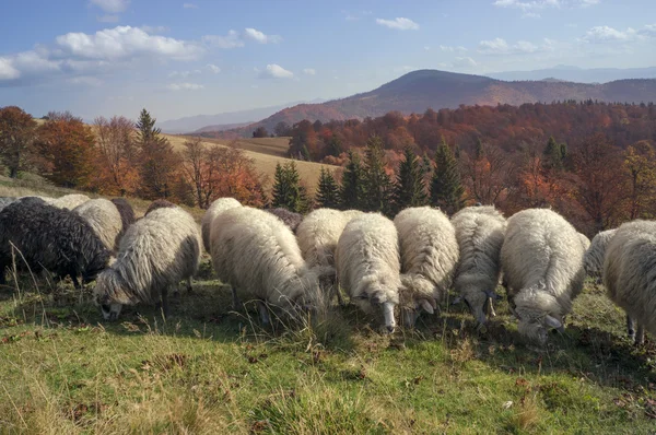 Stádo ovcí na Karpaty — Stock fotografie