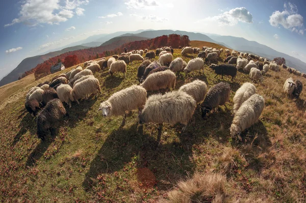 Koyun sürüsü, Karpatlar — Stok fotoğraf