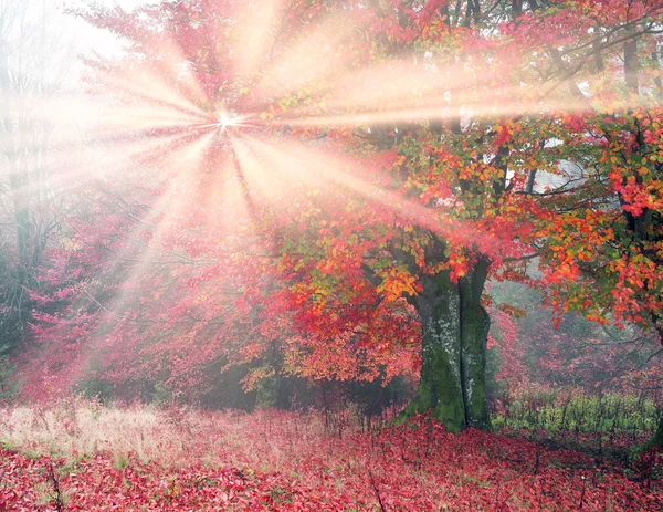 Ochtend in mistige bos — Stockfoto