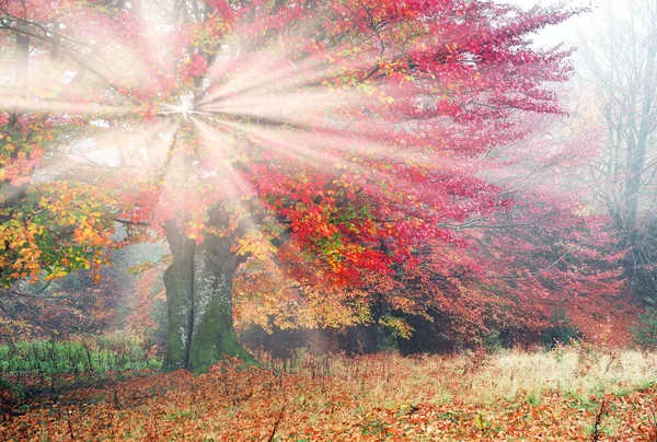 Morgon i dimmiga skog — Stockfoto