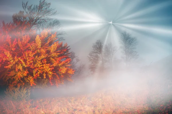 Ранок в туманному лісі — стокове фото