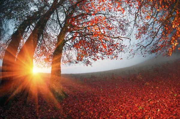 Manhã em neblina Floresta — Fotografia de Stock