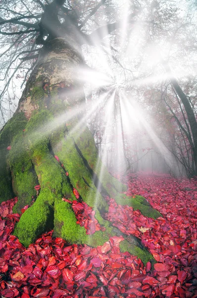 Ochtend in mistige bos — Stockfoto