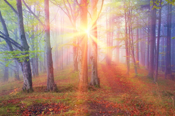 Rays Sun Beautiful Carpathian Forest — Stock Photo, Image