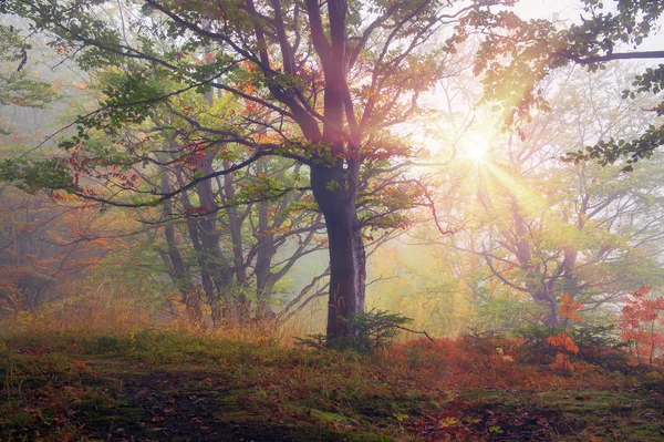 Gyönyörű Kárpát-erdő — Stock Fotó