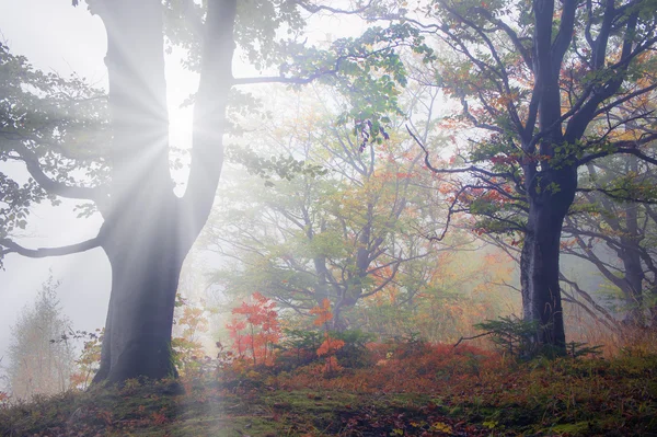 Krásná lesní karpatský — Stock fotografie