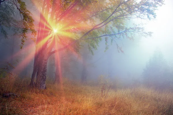 Hermoso bosque de Cárpatos — Foto de Stock