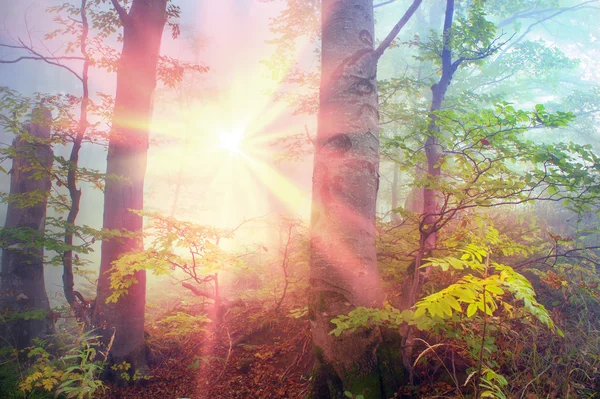 Hermoso bosque de Cárpatos — Foto de Stock