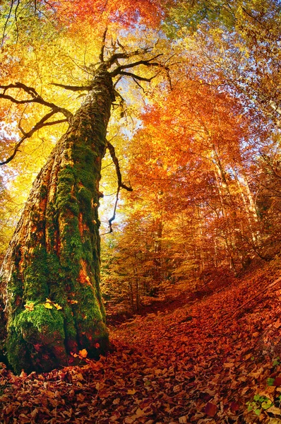 Magica foresta autunnale — Foto Stock