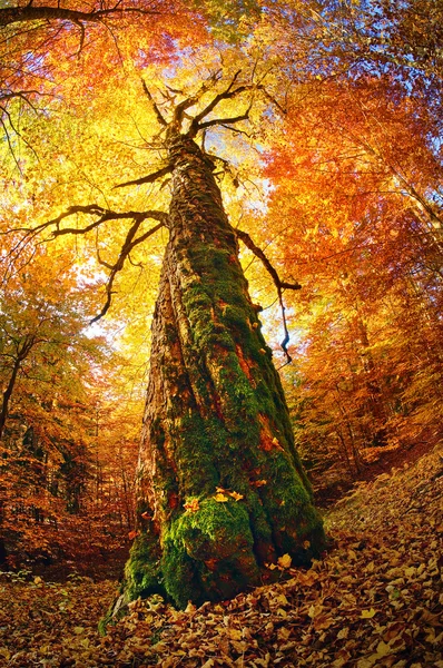 Floresta mágica outono — Fotografia de Stock