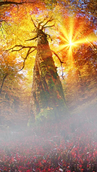 魔法秋天的树林 — 图库照片
