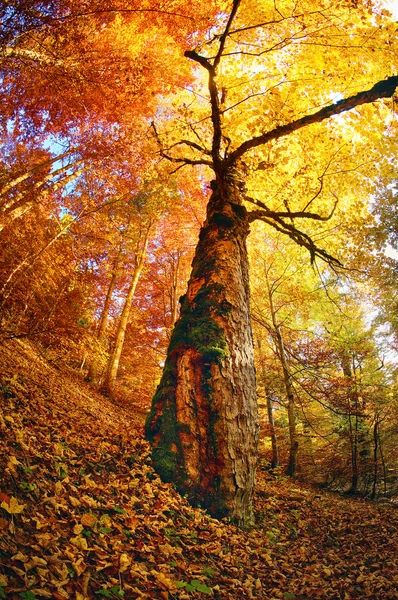 Magica foresta autunnale — Foto Stock