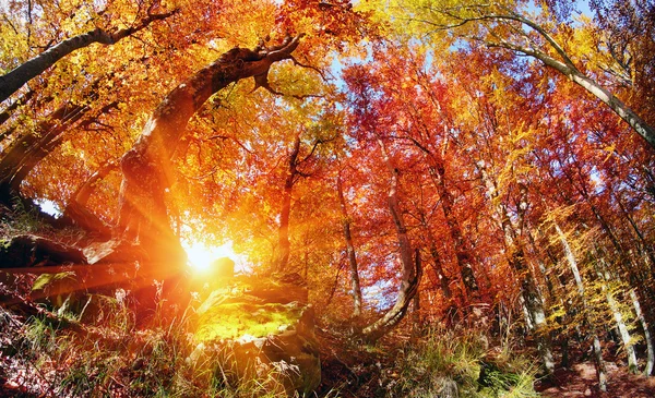 Волшебный осенний лес — стоковое фото