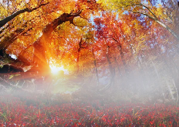 Floresta mágica outono — Fotografia de Stock