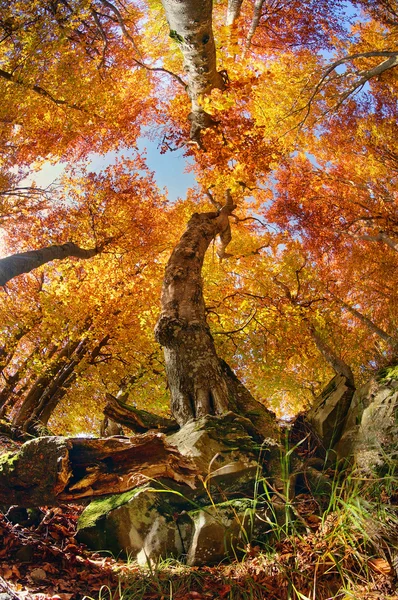 Magic Autumn forest — Stock Photo, Image