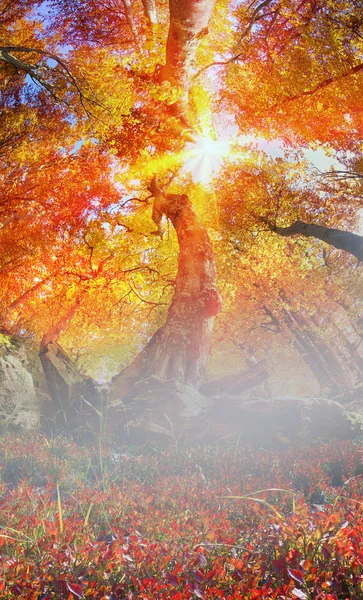 Forêt d'automne magique — Photo