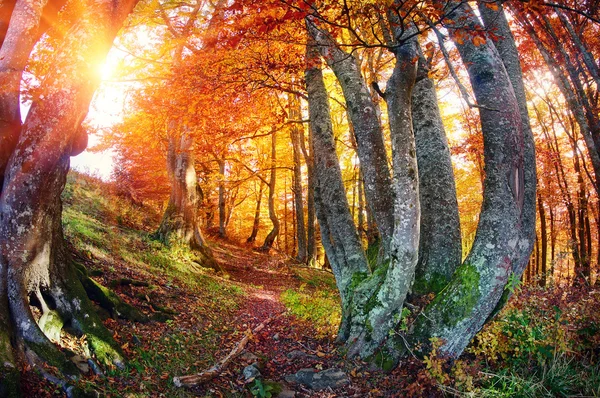 Чарівний осінній ліс — стокове фото