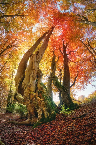 Sihirli sonbahar orman — Stok fotoğraf