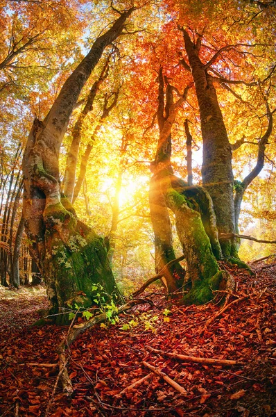 Magiczny Las Jesienią Zakarpaciu — Zdjęcie stockowe