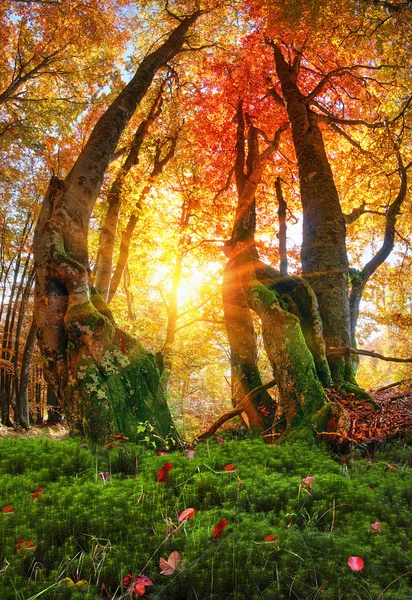 Magia Foresta Autunnale Transcarpazia — Foto Stock