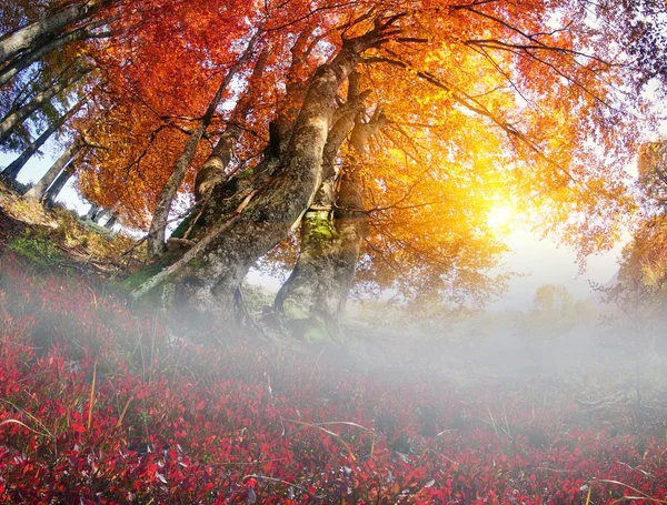 Magiska hösten skogen — Stockfoto