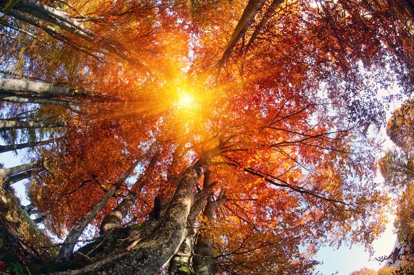 Magische herfst bos — Stockfoto