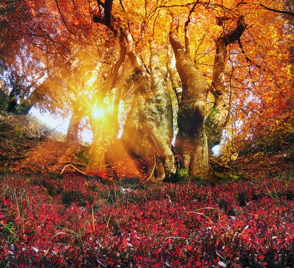 Magisk efterårsskov - Stock-foto