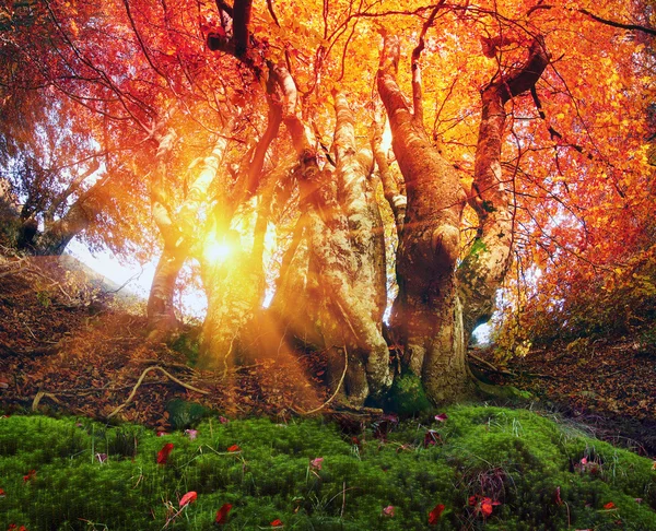 Чарівний осінній ліс — стокове фото