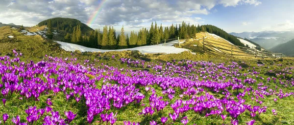 Fantastiskt vackra blommor — Stockfoto