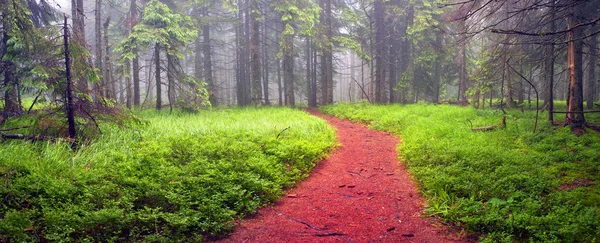 Foresta nebbiosa pioggia — Foto Stock