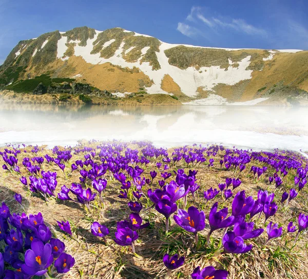 Fantastické květy - krokusy — Stock fotografie