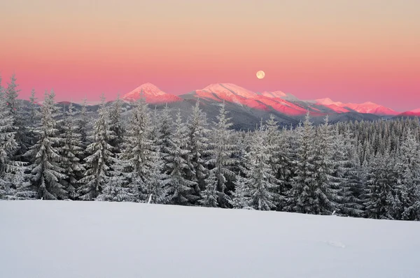 Frusna skogen på nyår — Stockfoto