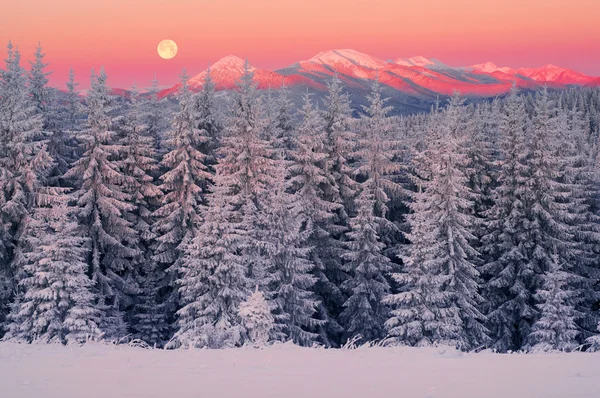 Foresta congelata durante Anno nuovo — Foto Stock