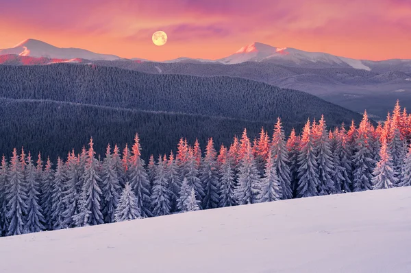 Picturesque and beautiful Frosty forest — Stock Photo, Image