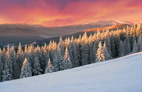 Forêt gelée au Nouvel An — Photo