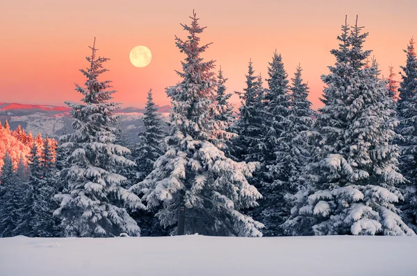 Заморожений ліс на Новий рік — стокове фото