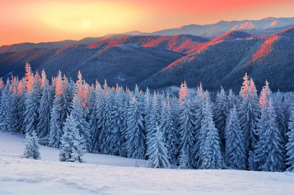 Vackra Carpathian forest — Stockfoto