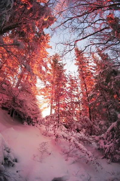 Gefrorener Wald an Neujahr — Stockfoto