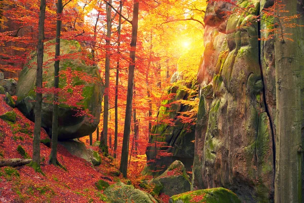金色的秋天的颜色 — 图库照片