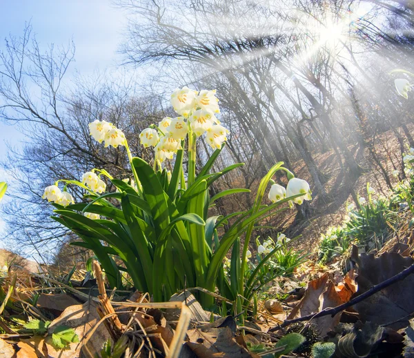 Подснежники - весенние цветы — стоковое фото